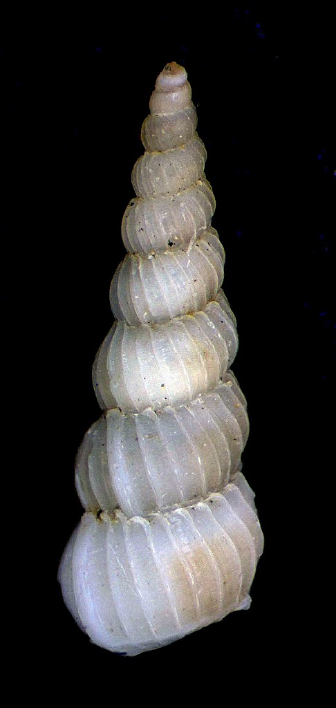 Cucciolo di Epitonidae